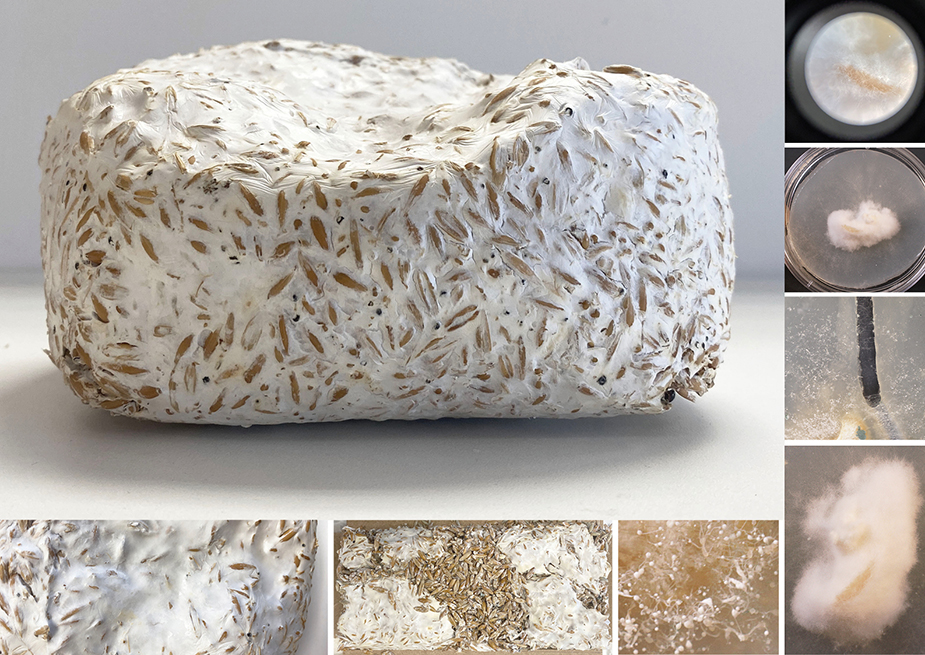 Example of real life mycelium from the hidden network of mycelium by 2024 Student Award winner Ailsa Hutton