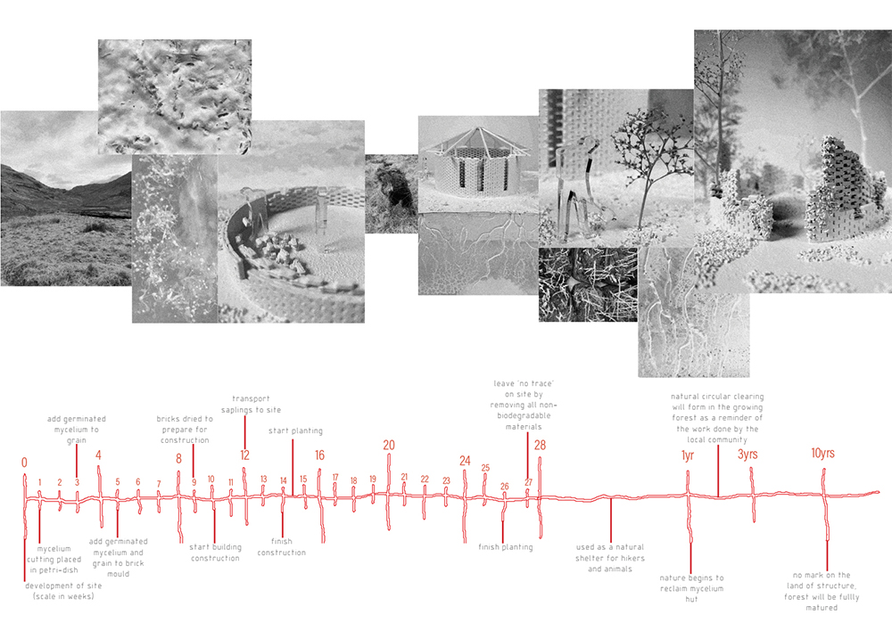 Timeline from the hidden network of mycelium by 2024 Student Award winner Ailsa Hutton